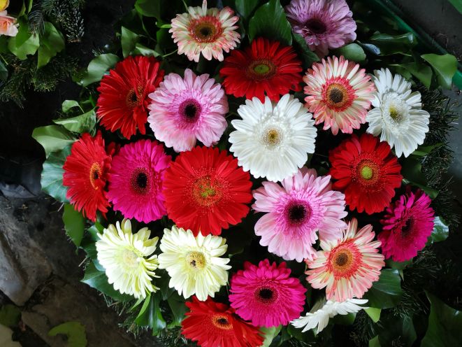 Nagyfejű gerbera fekvő koszorú